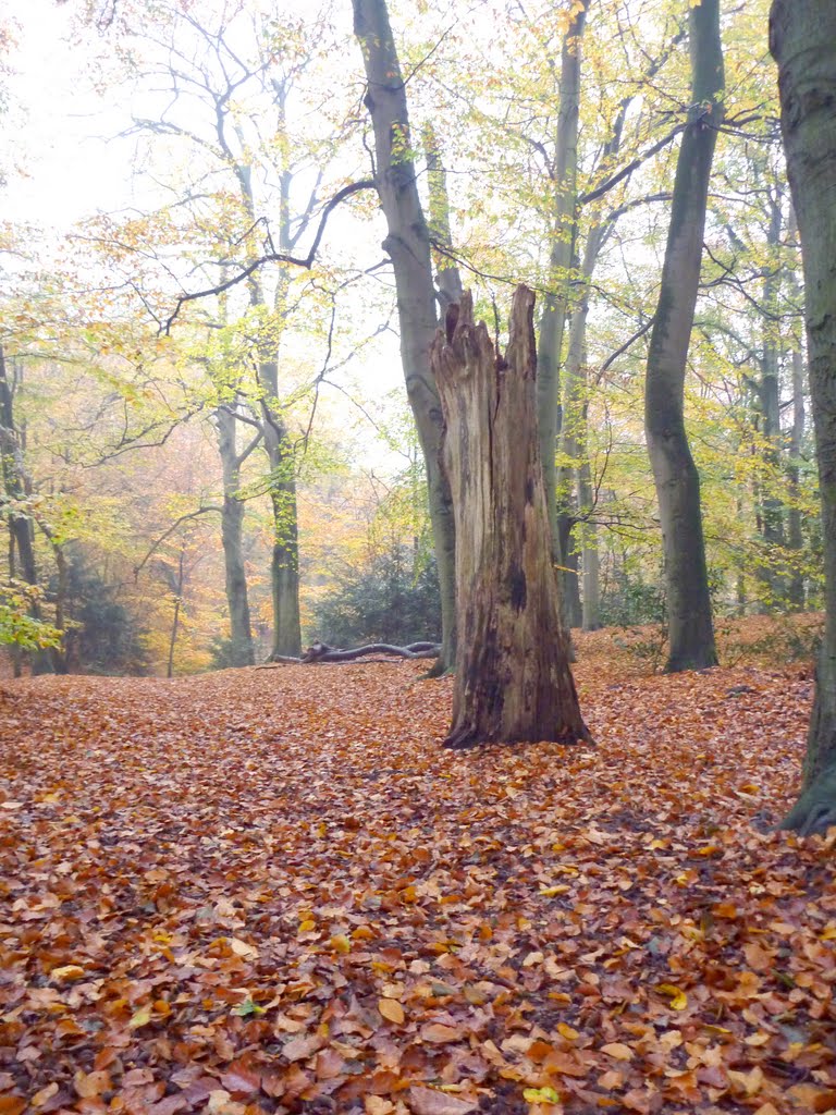 Kunstwerk van de natuur , Art by nature by Mart61