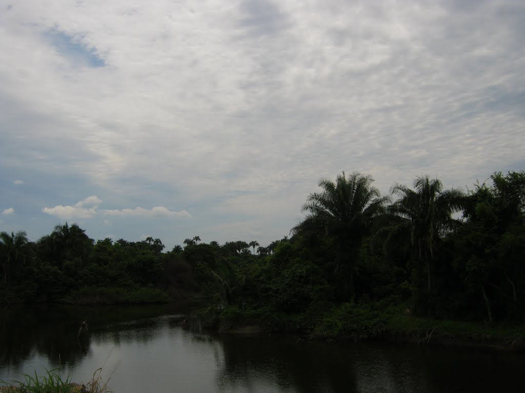 Humedal con palmar de Attalea rostrata (Scheelea liebmannii, corozo) by waldwind