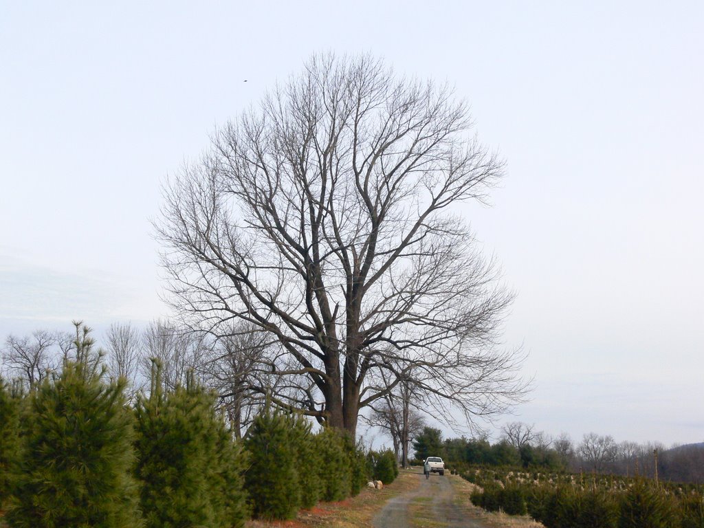 Newport bridge rd-Warwick-NY by gerardo varela