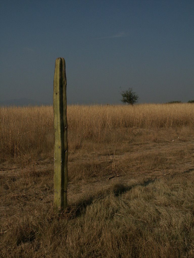 Cactus near Tula Ruins by José Luis Pérez De C