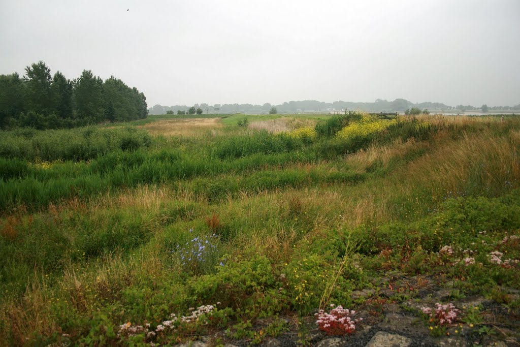 Herwijnen - Waaldijk : Dijkbegroeiing by Scholte