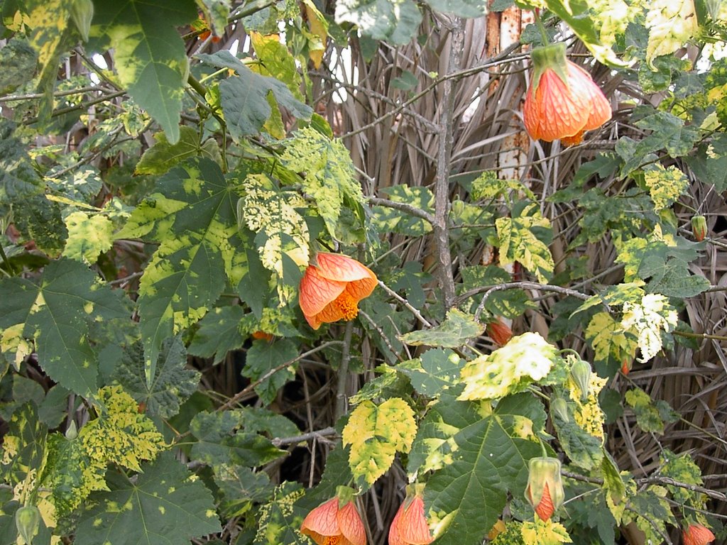 Nebil est un vrai amateur de fleurs Kalaa SOUSSE by Rached Msadek