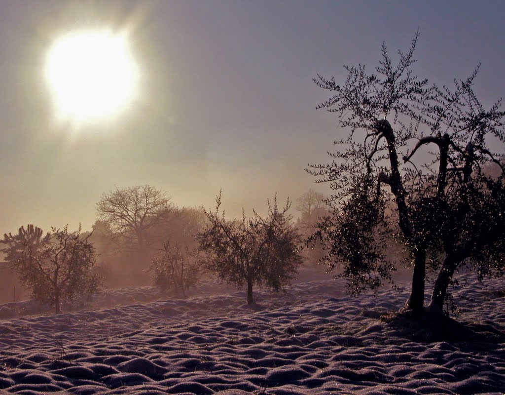 Uliveto innevato, Snow on the Olives (Sovicille - Siena) by Francesco.Viti