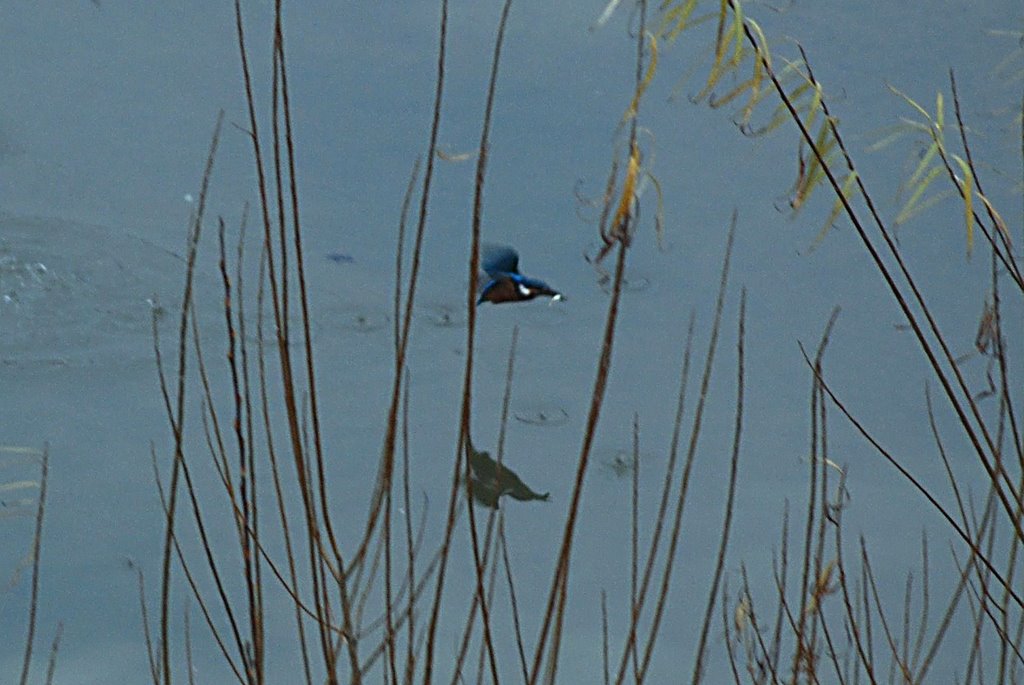 Kingfisher by Ken Rider