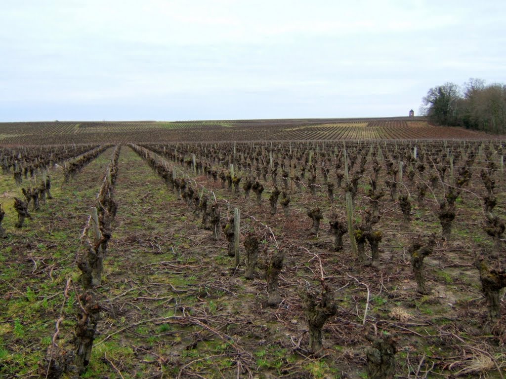 Monnières 44, vignes, au loin l'ancien moulin de la Minière by tofil44