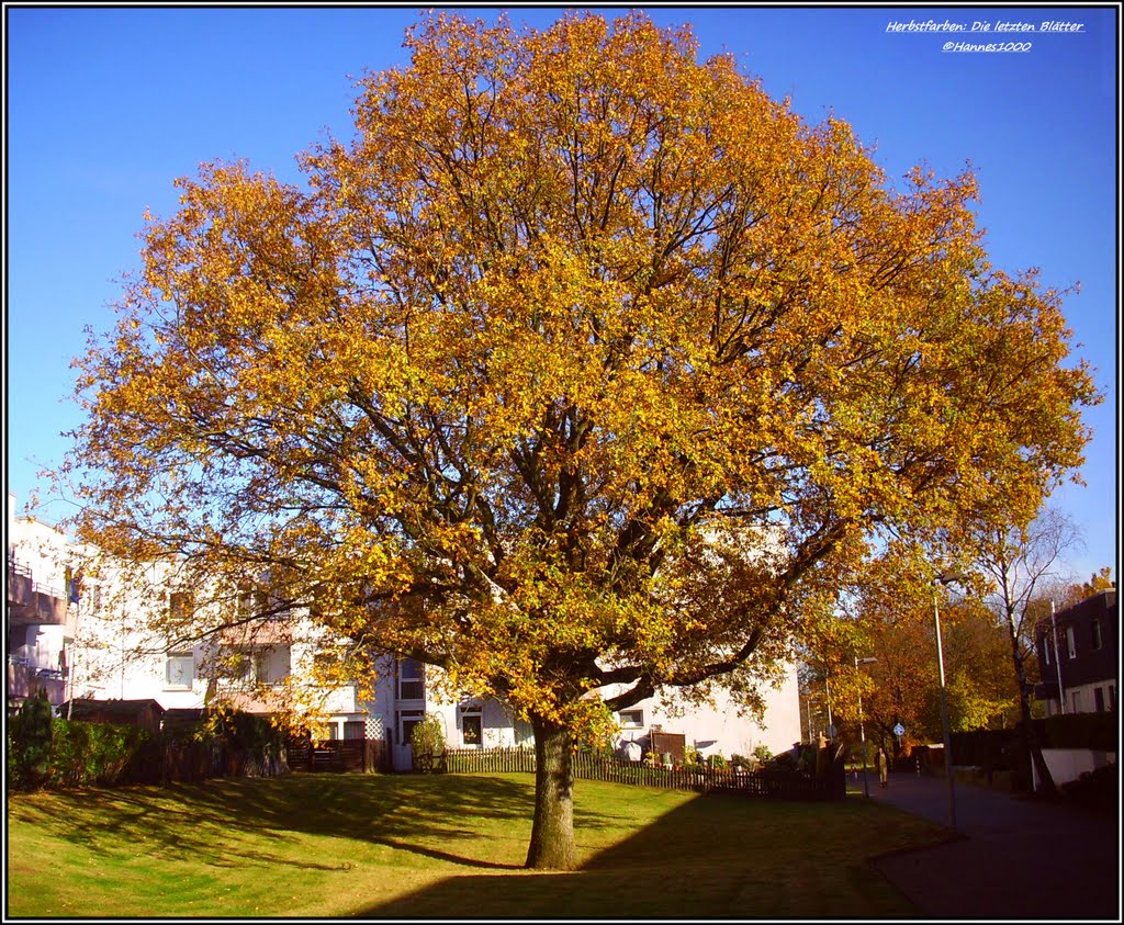 H©)•November•2011 / Ein Baum der sein Kleid verliert by Hannes Th.