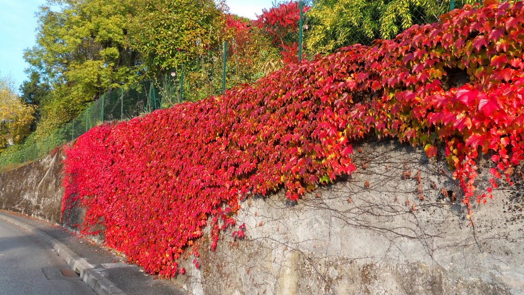 Vigne vierge dans le chemin de la Retourde by Matopée