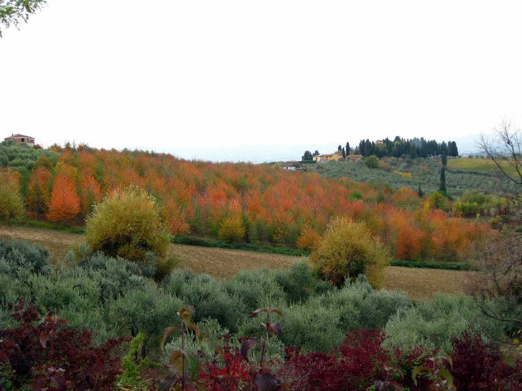 Toscana vigneti e ulivi, autunno. by Robert@Dona