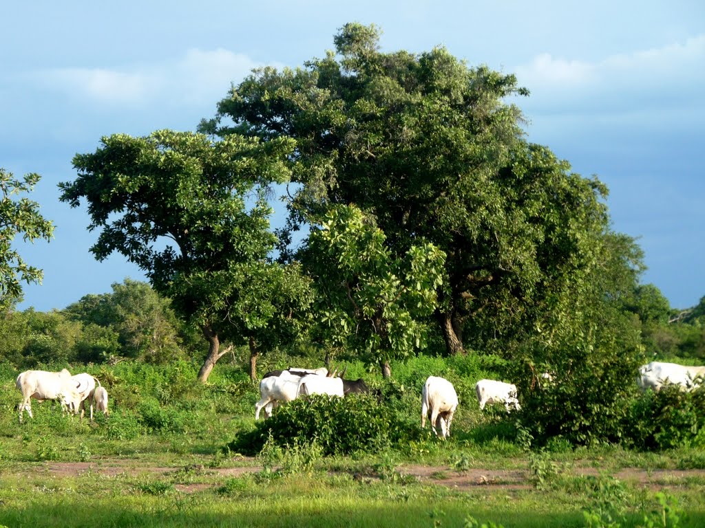 Cows in bush by ludka08