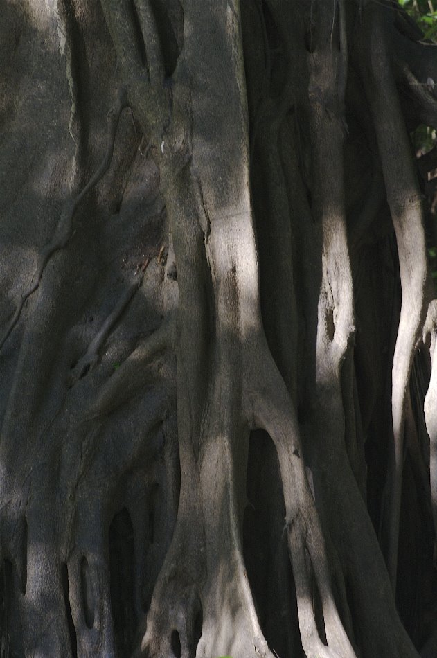 Strangler fig by Jo C. Bruusgaard