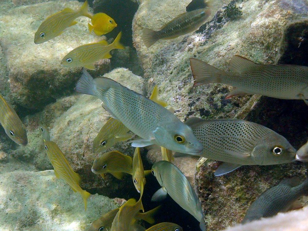 Grey snappers and French grunts by Bryn Heulog