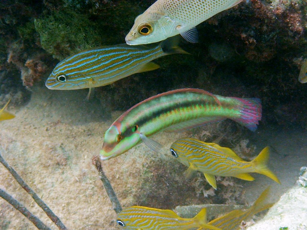 Grey snapper, slippery dick, French grunt by Bryn Heulog