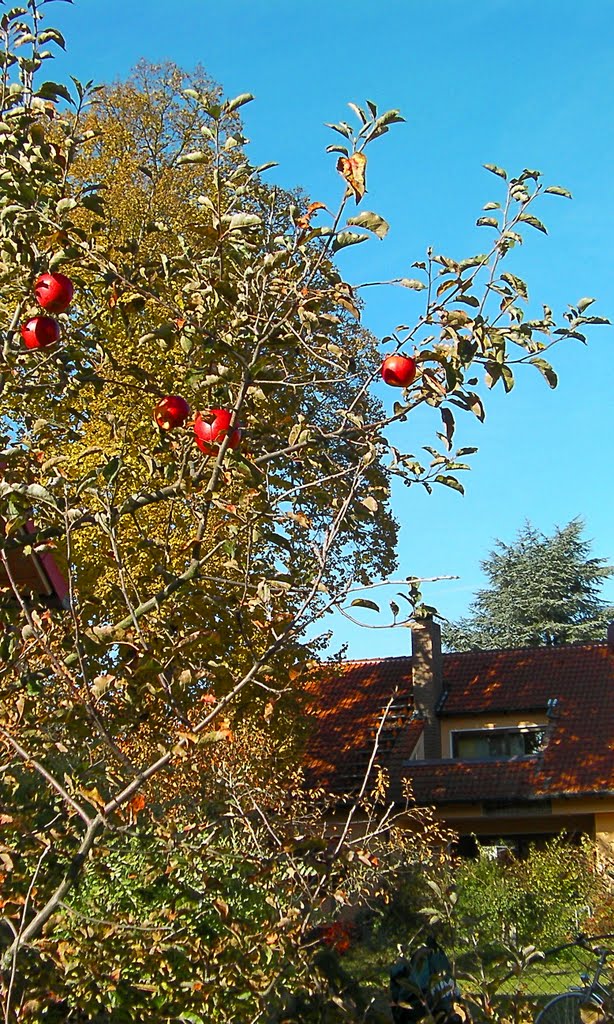 Apfelbäumchen im November by Gaißenpeter