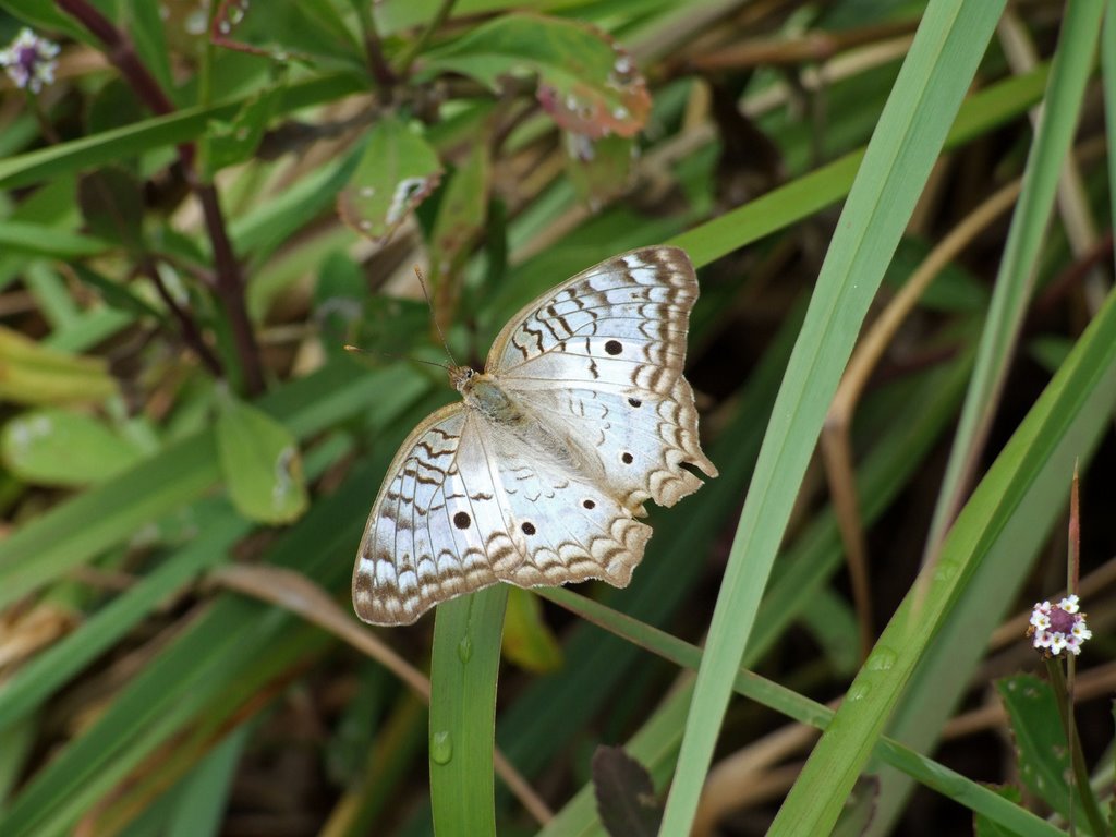 Unidentified butterfly by Bryn Heulog