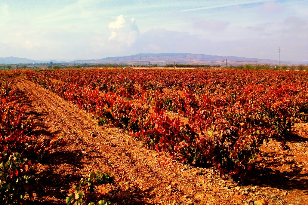 Viñedos cerca de Cintruénigo. Noviembre de 2011 by viajeroandaluz