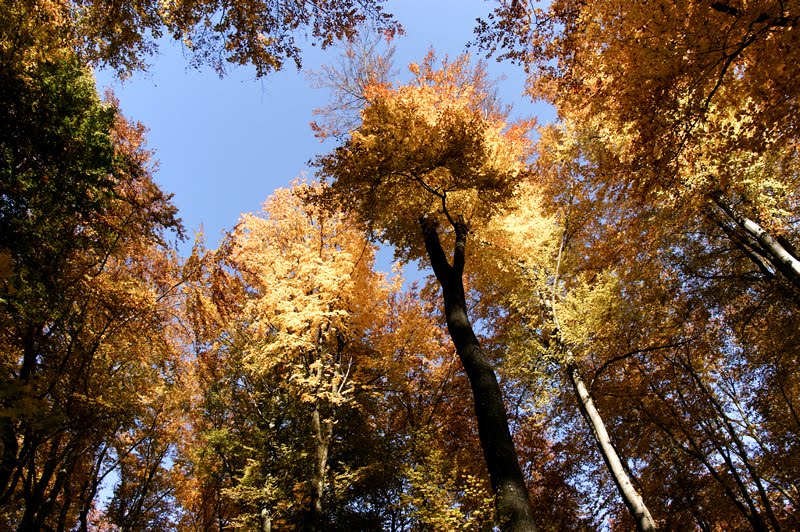 Goldener Oktober 2011 by Golinski Janusch