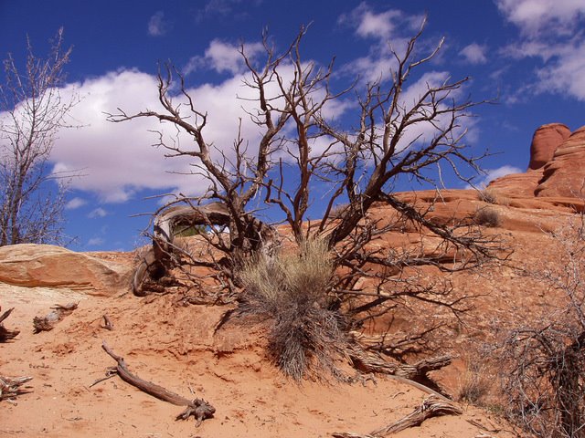 223 Arches National Park, Devils Garden by Daniel Meyer