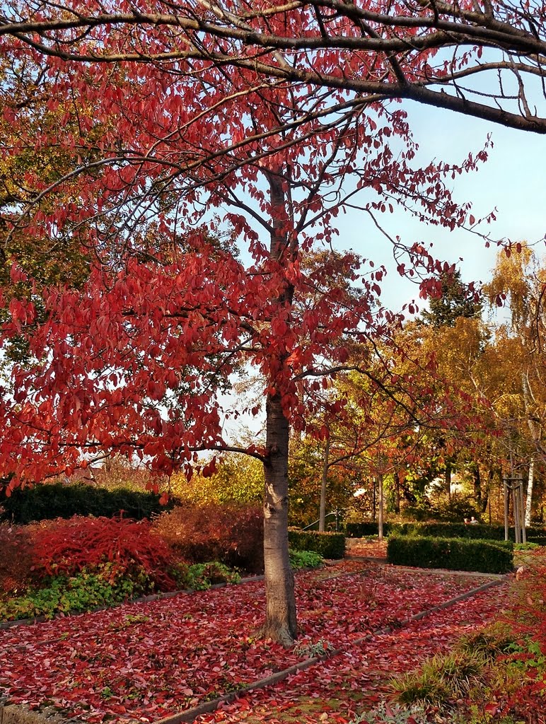 Herbst 12, Halle (Süd) by matmicpic