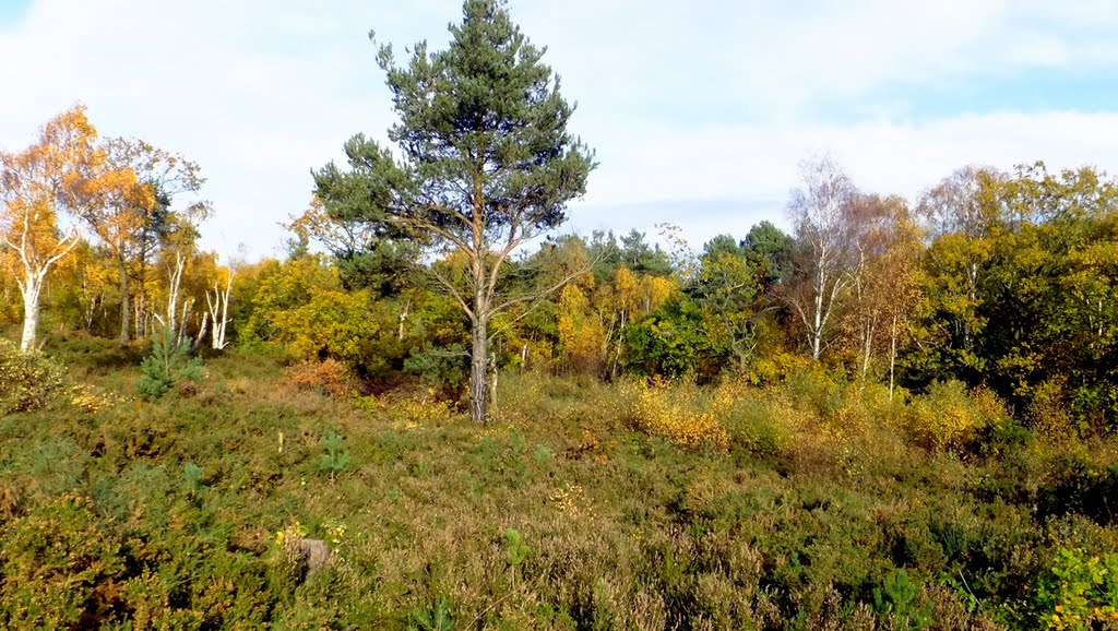 Bidston Hill heathland by muba