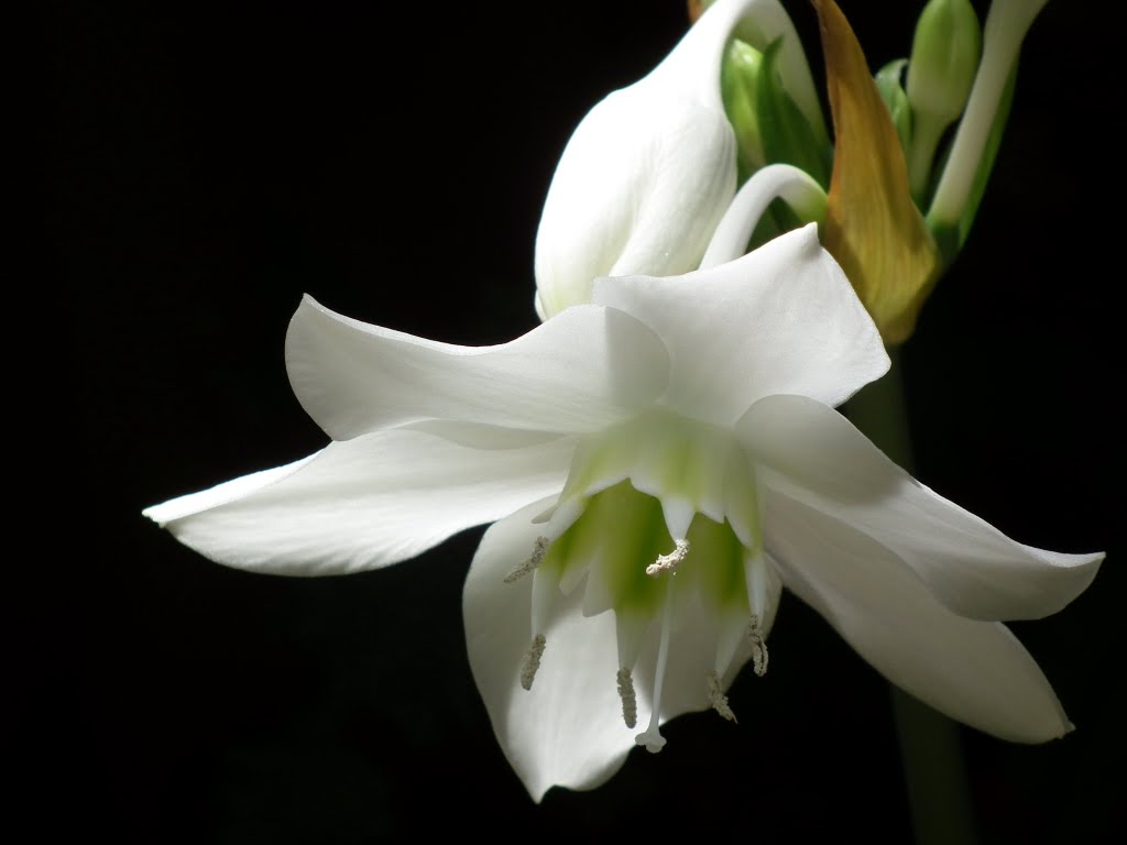 Lirio del Amazónas (Eucharis grandiflora) by JDCuello