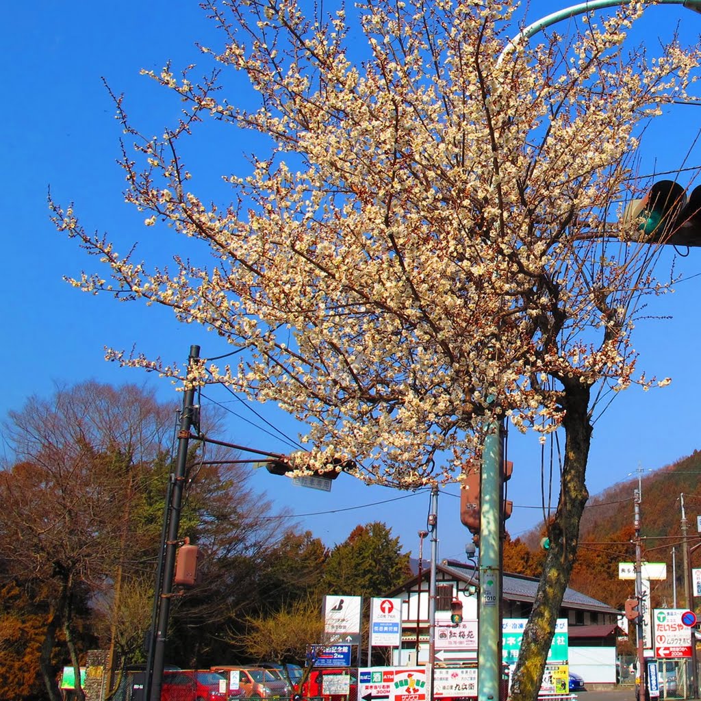 青梅街道-梅-02 by TMC48