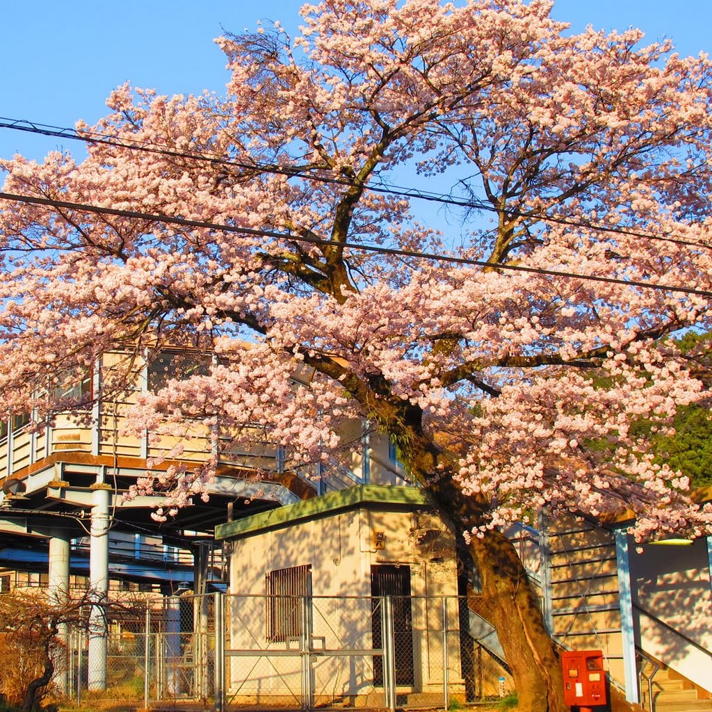 二俣尾駅-桜-02 by TMC48