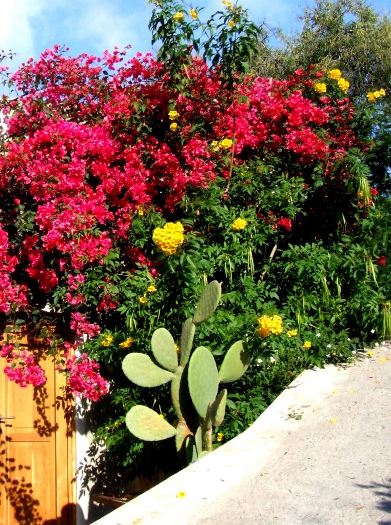 Lipari: Fiori a Monterosa by Antonio Iacullo