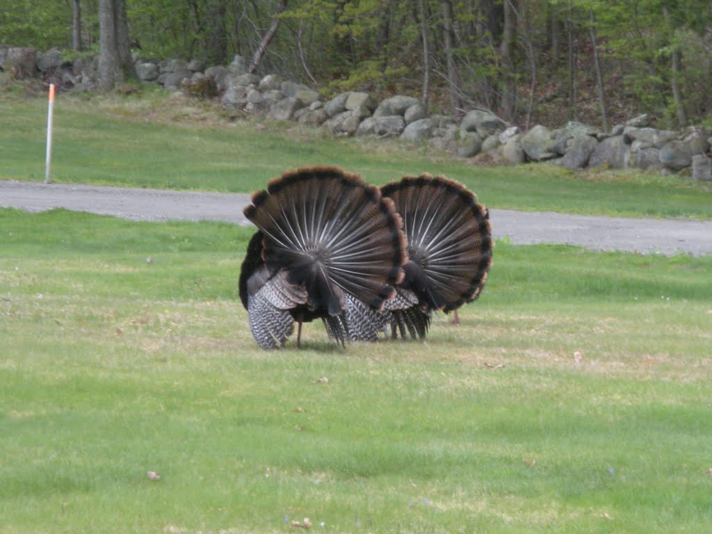 Turkeys in Dunstable Ma by Bowhunter