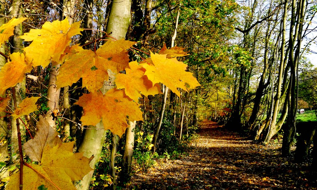 Herbstweg by Holger Uwe Schmitt