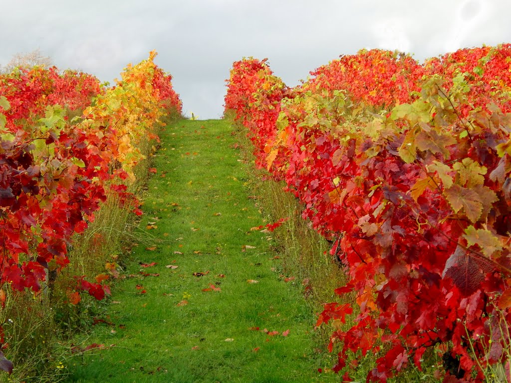 Denbies - Dorking Surrey by Nick Knack