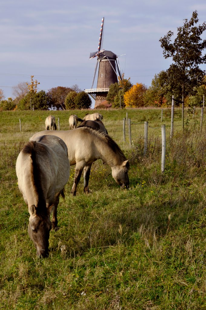 Przewalski horses near the "Hompesche Molen" near Stevensweert, Netherlands by © Andre Speek