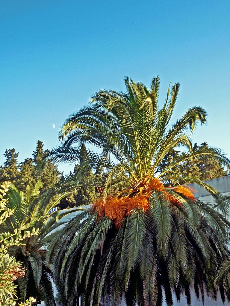 She was slender and graceful as a branched mature FRUITFULL PALM TREE, whose shade everyone can enjoy for hours, bathed in the thrilling rumble of the waves from the nearby sea .. by Zlatan Olić