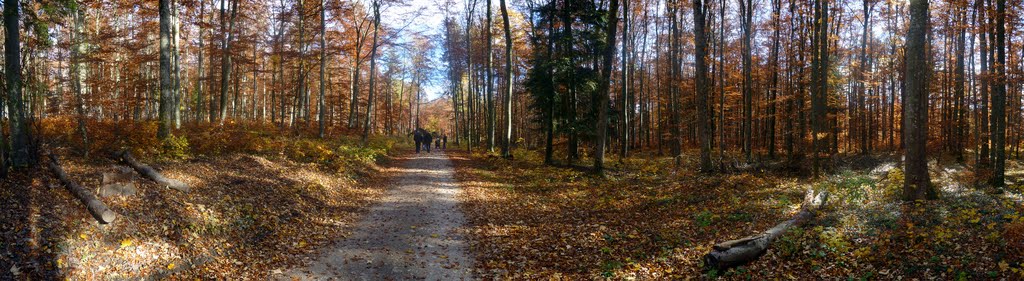 Spätherbst auf dem Randen by digitalfotoarchiv.ch