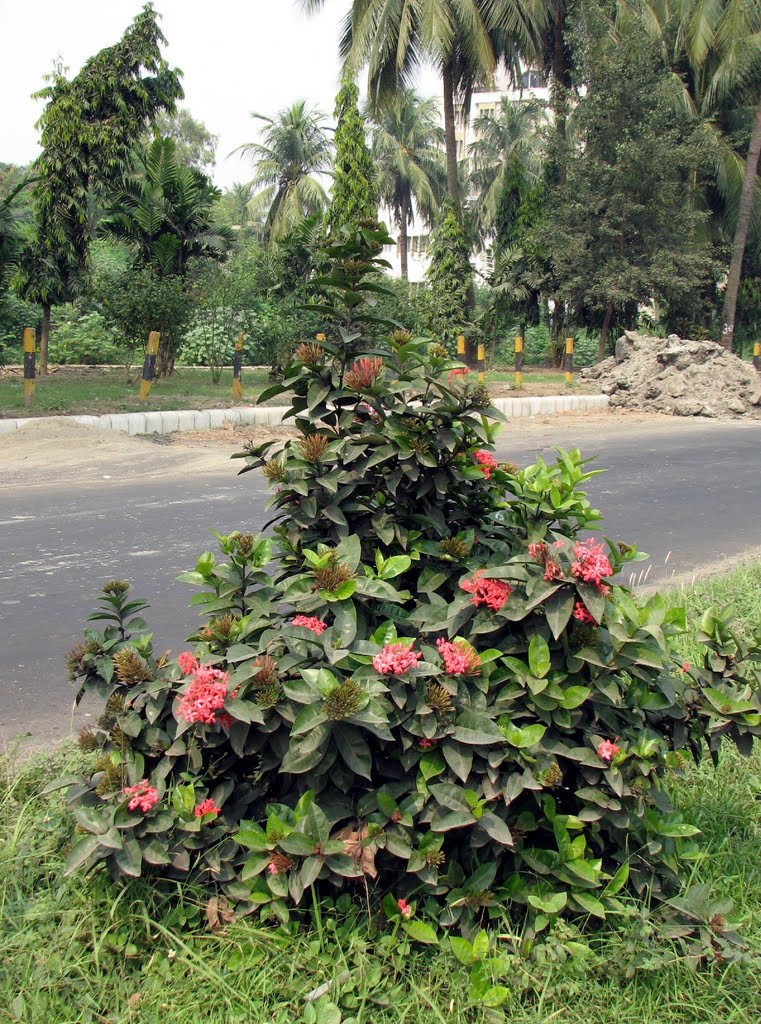 Trees & Plants (Salt Lake, Kolkata) 12 by Biplab Kumar Pal