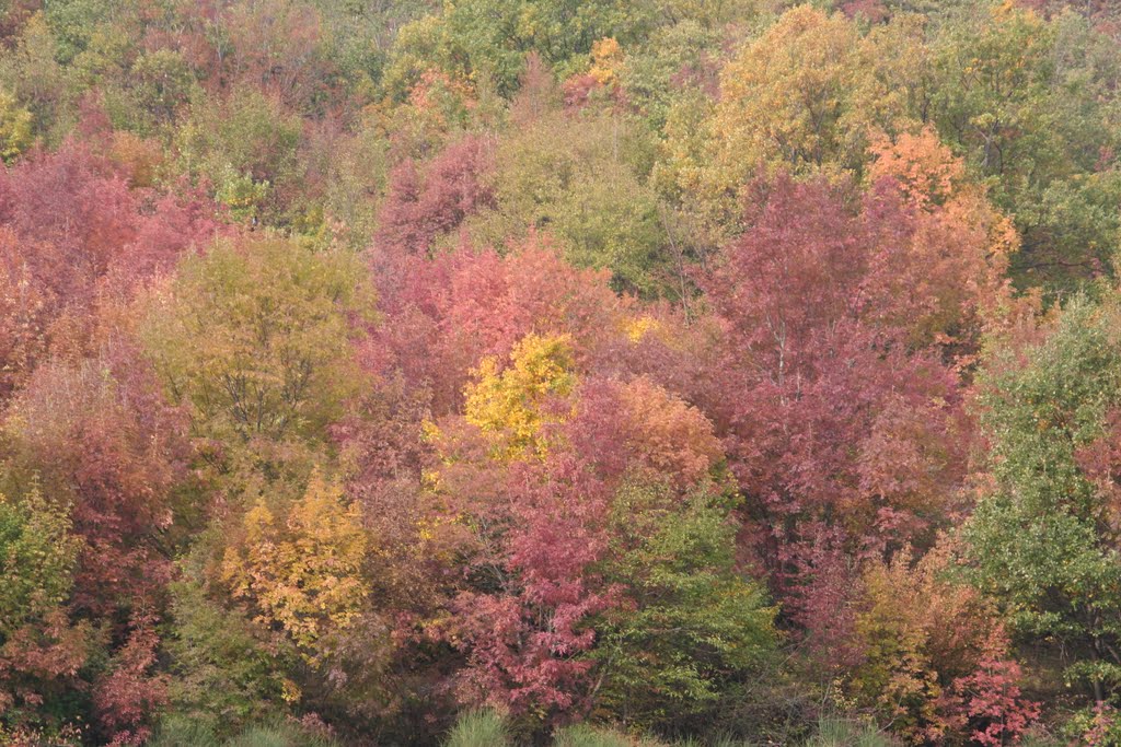 I colori dell' autunno by pharine