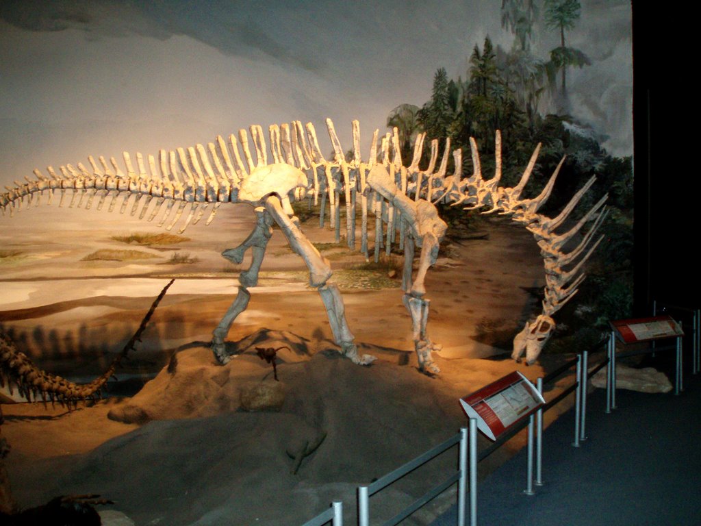 Amargasaurus en el Museo Egidio Feruglio (Mef) en Trelew by lord_mauricio