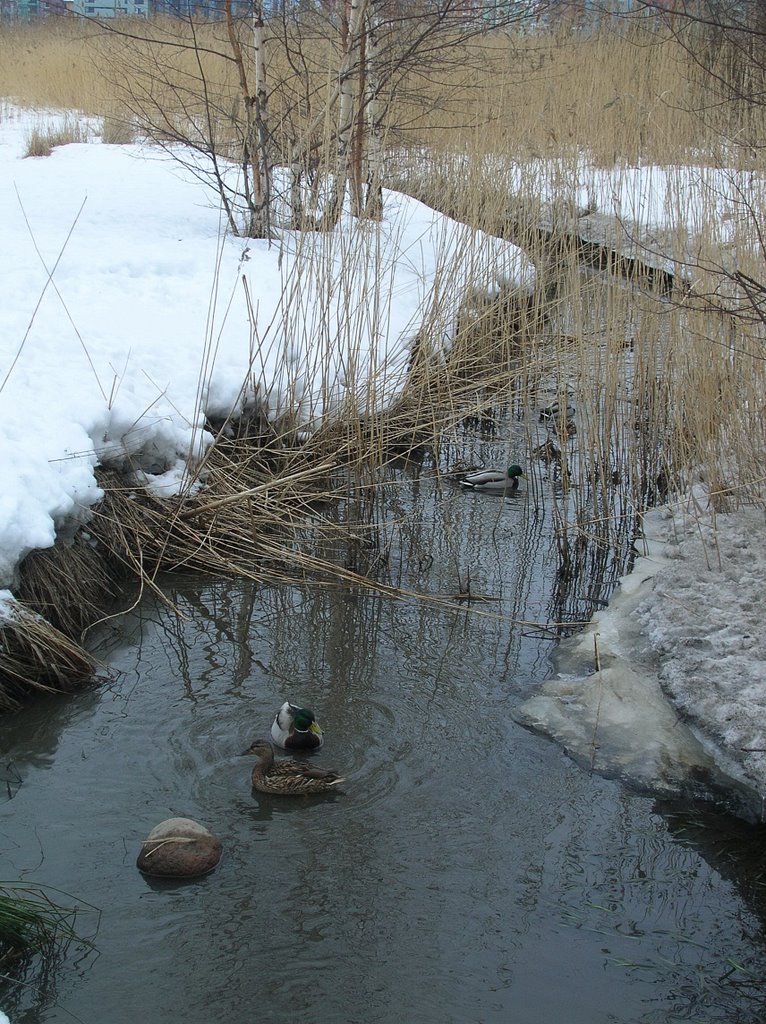 Cold blooded ducks by Petteri Kantokari