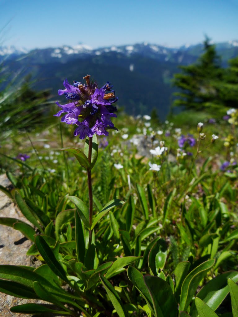 Wildflower on Poe Mountain by Jason Grube