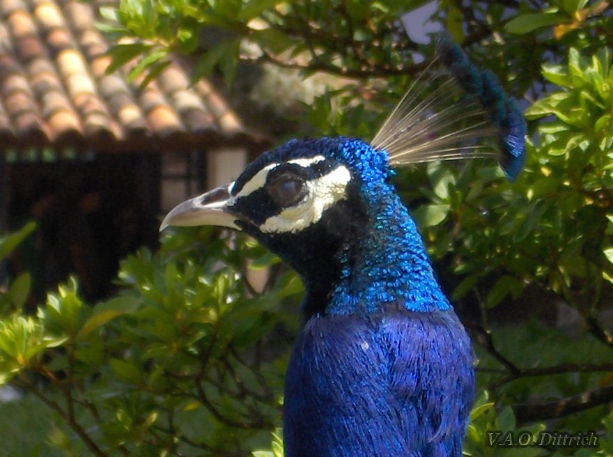 Pavão (Pavo sp., Phasianidae) , Itu, SP, Brasil by Vinícius Antonio de Oliveira Dittrich