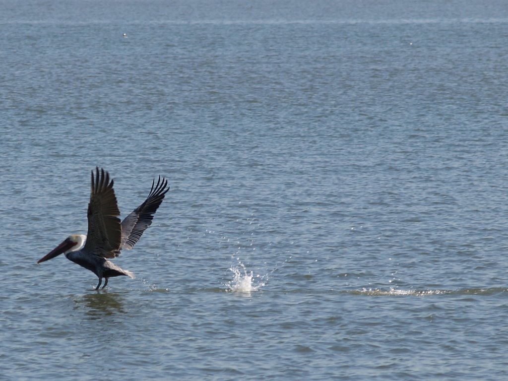 Takeoffs and landings by swift447