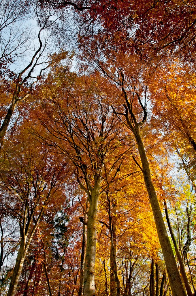 Busslingen Tobel Trees by Peter B. Pearman