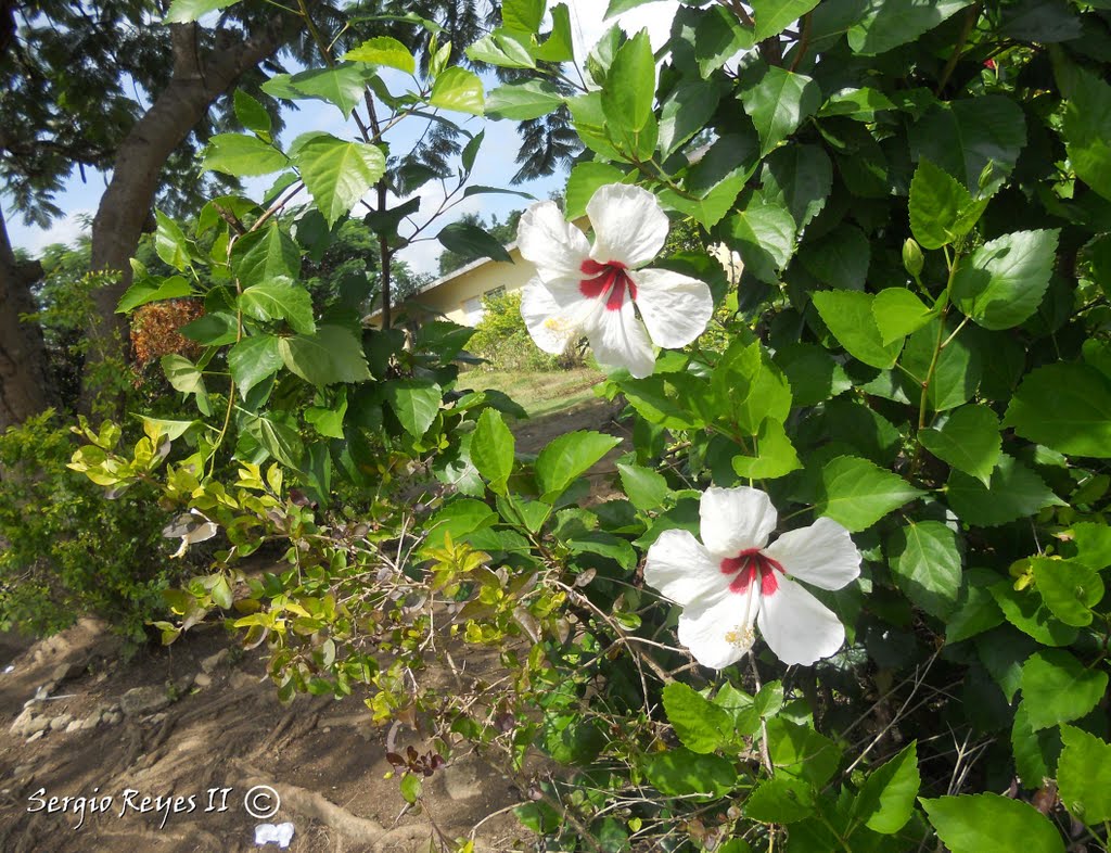 Cayenas blancas. Liceo Jose Cabrera. Loma de Cabrera. by Sergio Reyes II