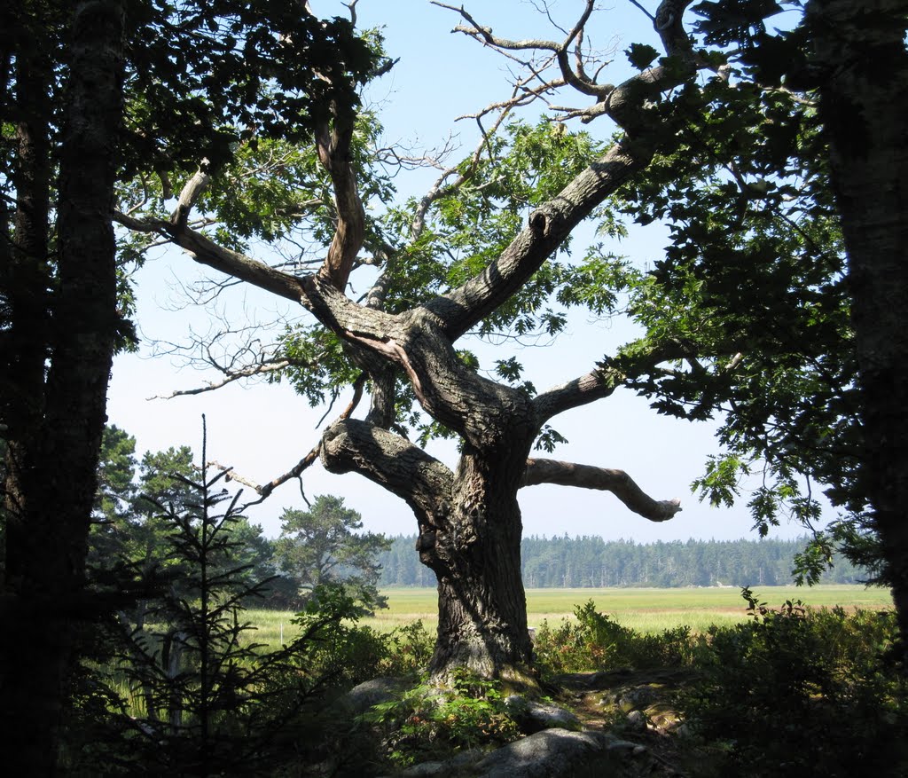 Gnarled Oak Tree by BenjaminMWilliamson