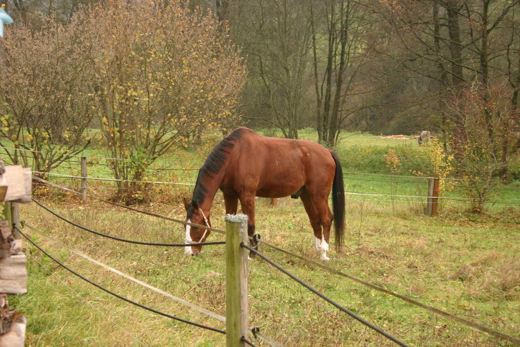 In Musberg (Mühlweg) auf den Weiden 09.11.2011 by joker1978