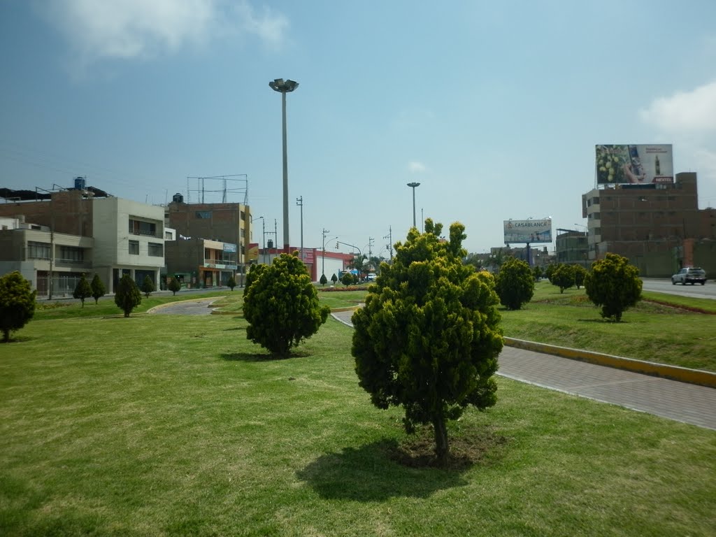 PINOS LIBROS (Thuja orientalis): 52 individuos en la Av. Leguía. En promedio miden 1,50 m de altura. by lidiallanos40