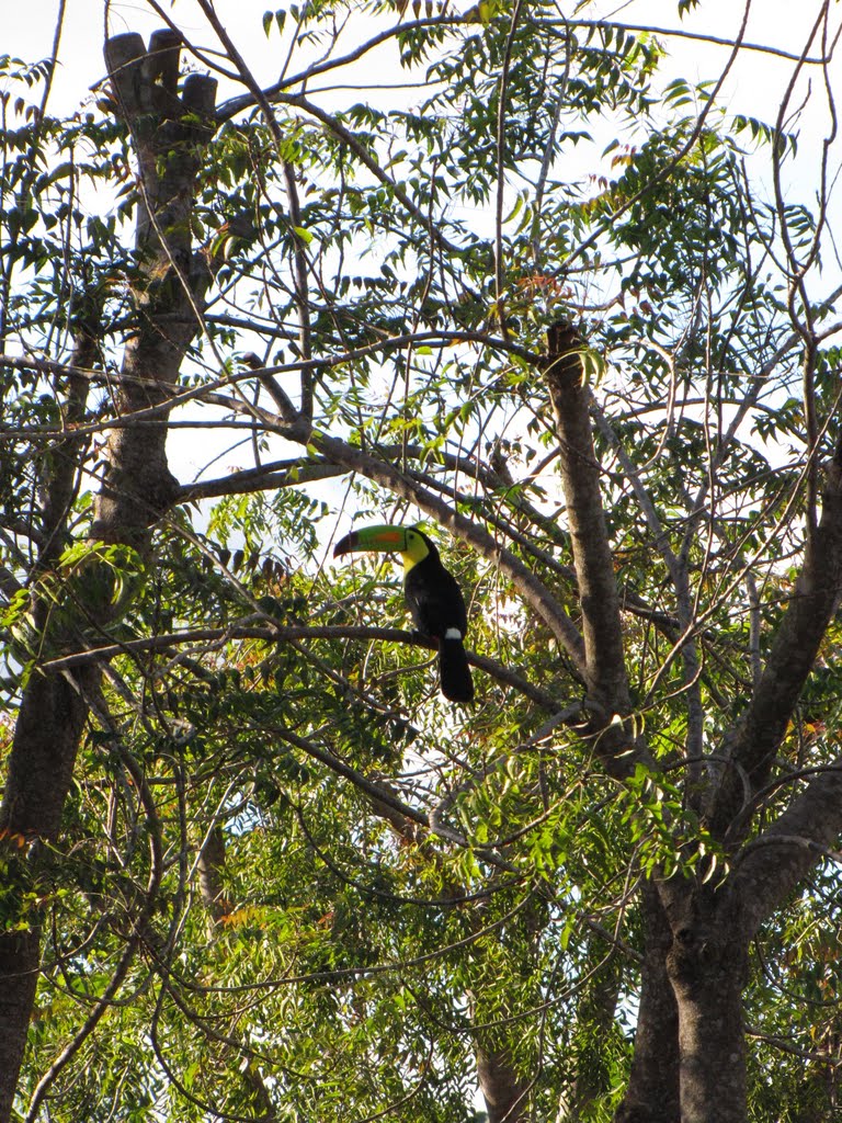 Placencia Belize Real Estate - Toucan by belizreaest