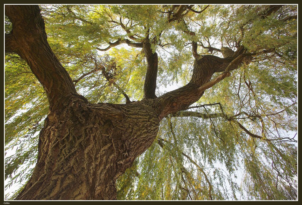 Saule Pleureur voie verte des viennes 10120 by sergio9