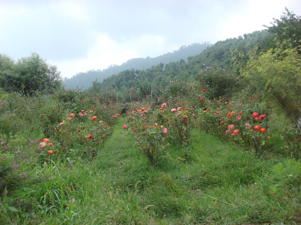 Bhurban - pearl continental - Jungle Track by imranrashid