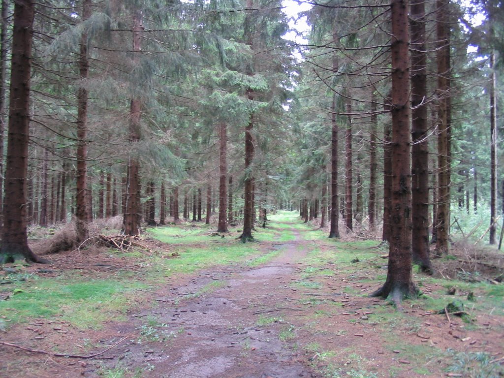 Alter Steinbacher Weg (3) by hokri