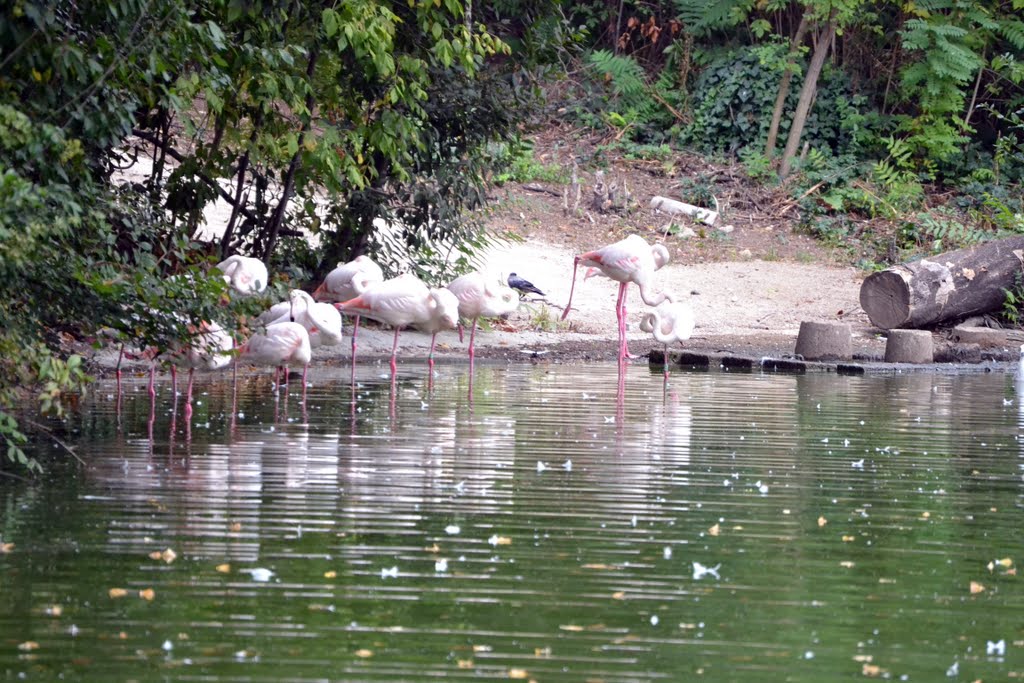 Flamingos in the Bioparco zoo, Villa Borghese, Rome, 20111013 by RainoL